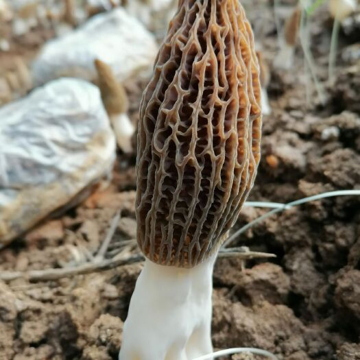 元氏县羊肚菌头茬菇，含水少，茹形好，