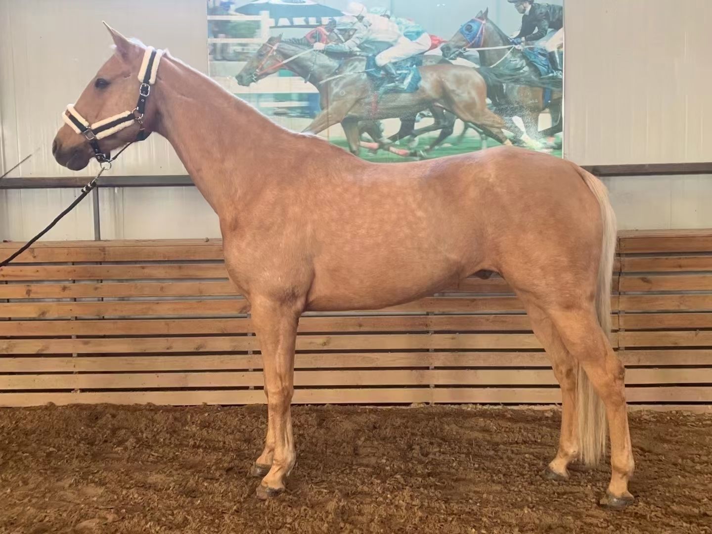 阿拉伯马 全部现货欢迎贸易