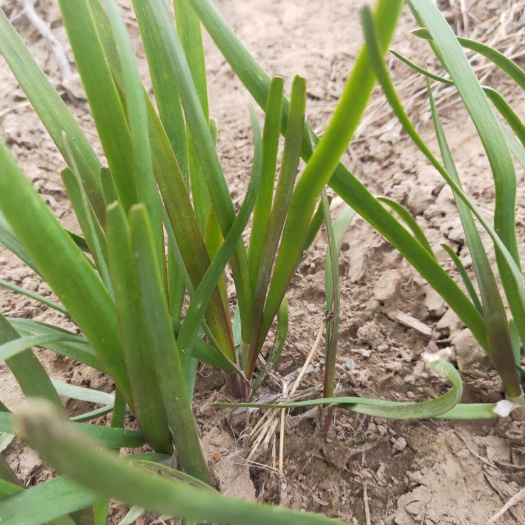 韭菜根苗