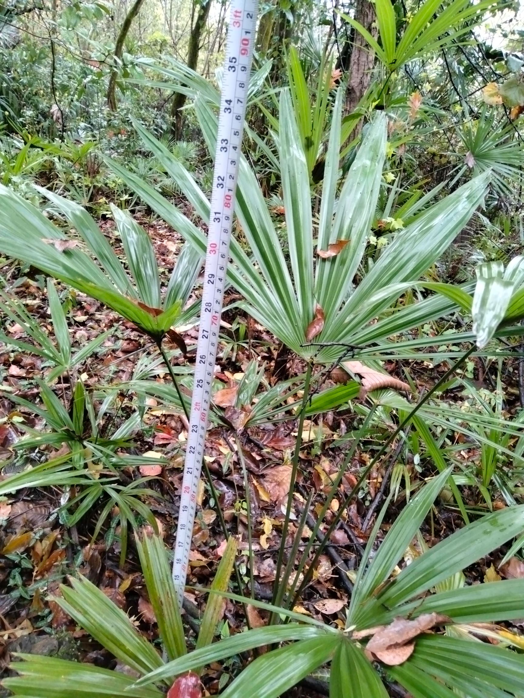  大叶子棕树苗，，大棕花微甜，大小棕树苗长期供应。