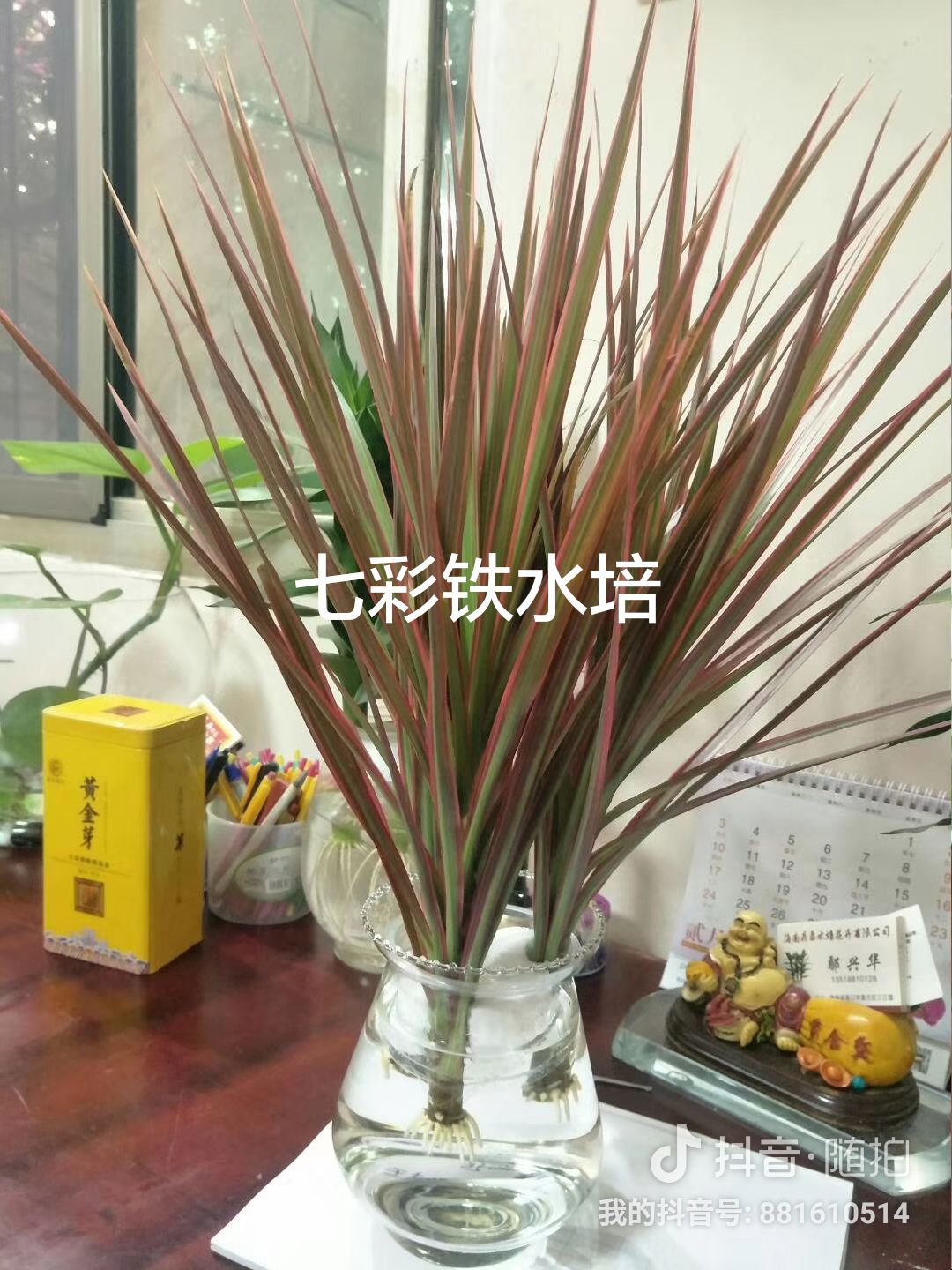 观音竹    基地直销长期供应水培莲花竹135-1881-0