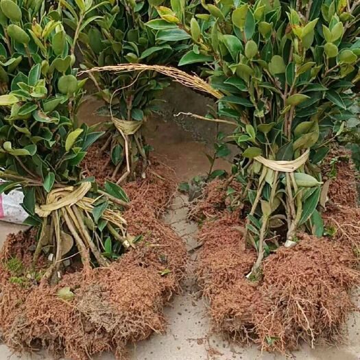 长沙油茶树苗