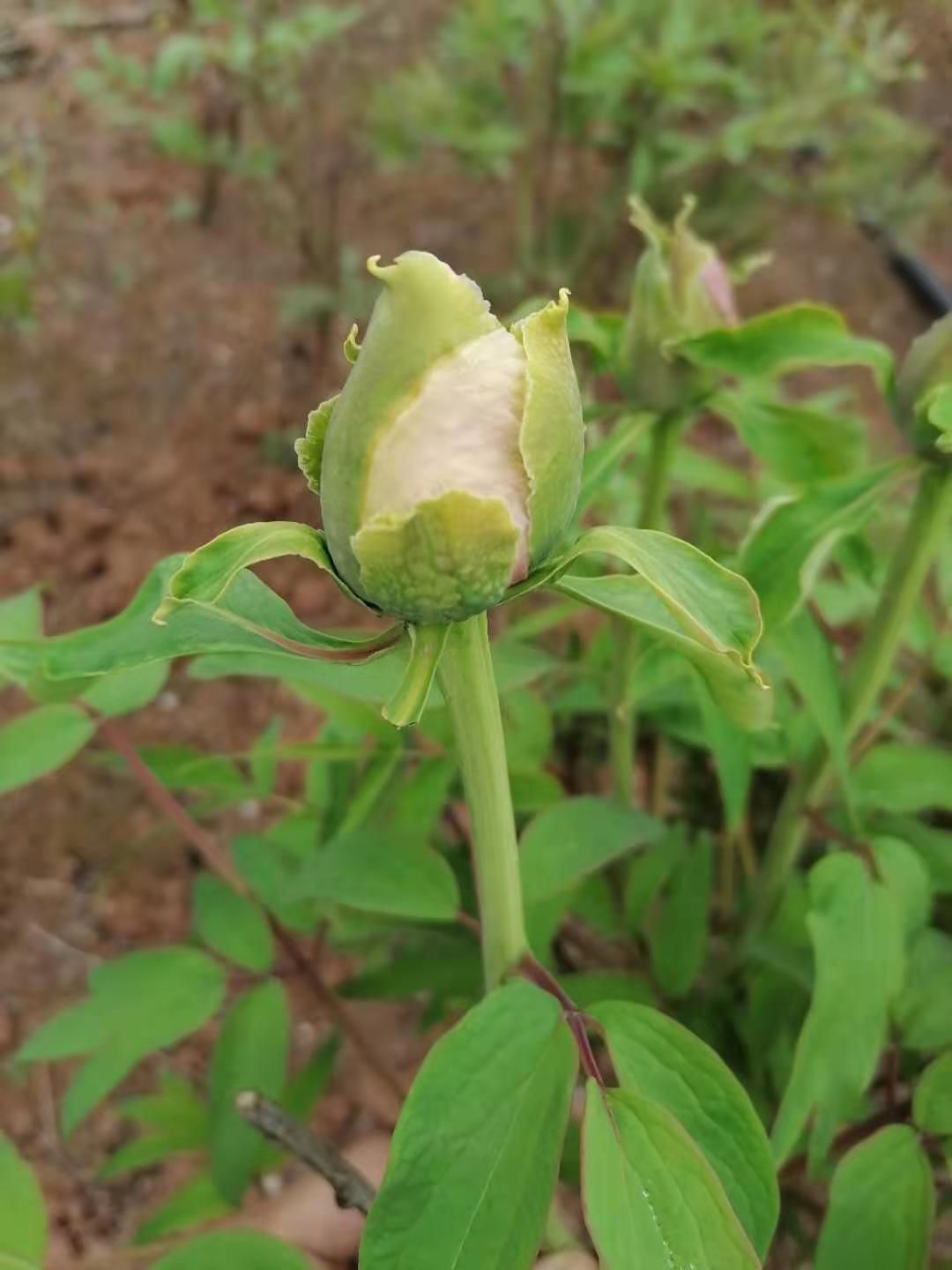 观赏牡丹 油画牡丹 芍药切花基地直发 牡丹鲜花