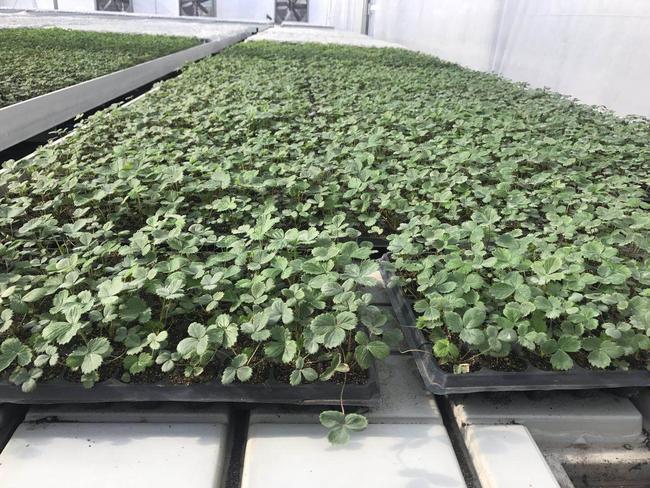 红颜草莓苗  常年供应，红颜，章姬，甜查理，四季，等草莓种苗