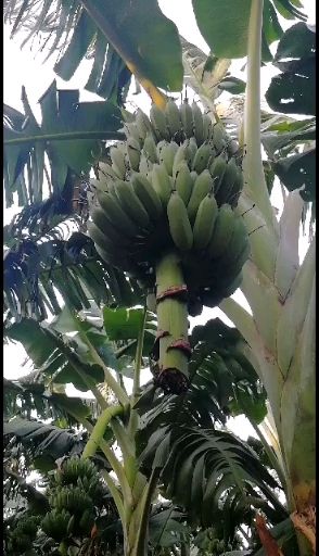广东省湛江市徐闻香蕉，小米蕉