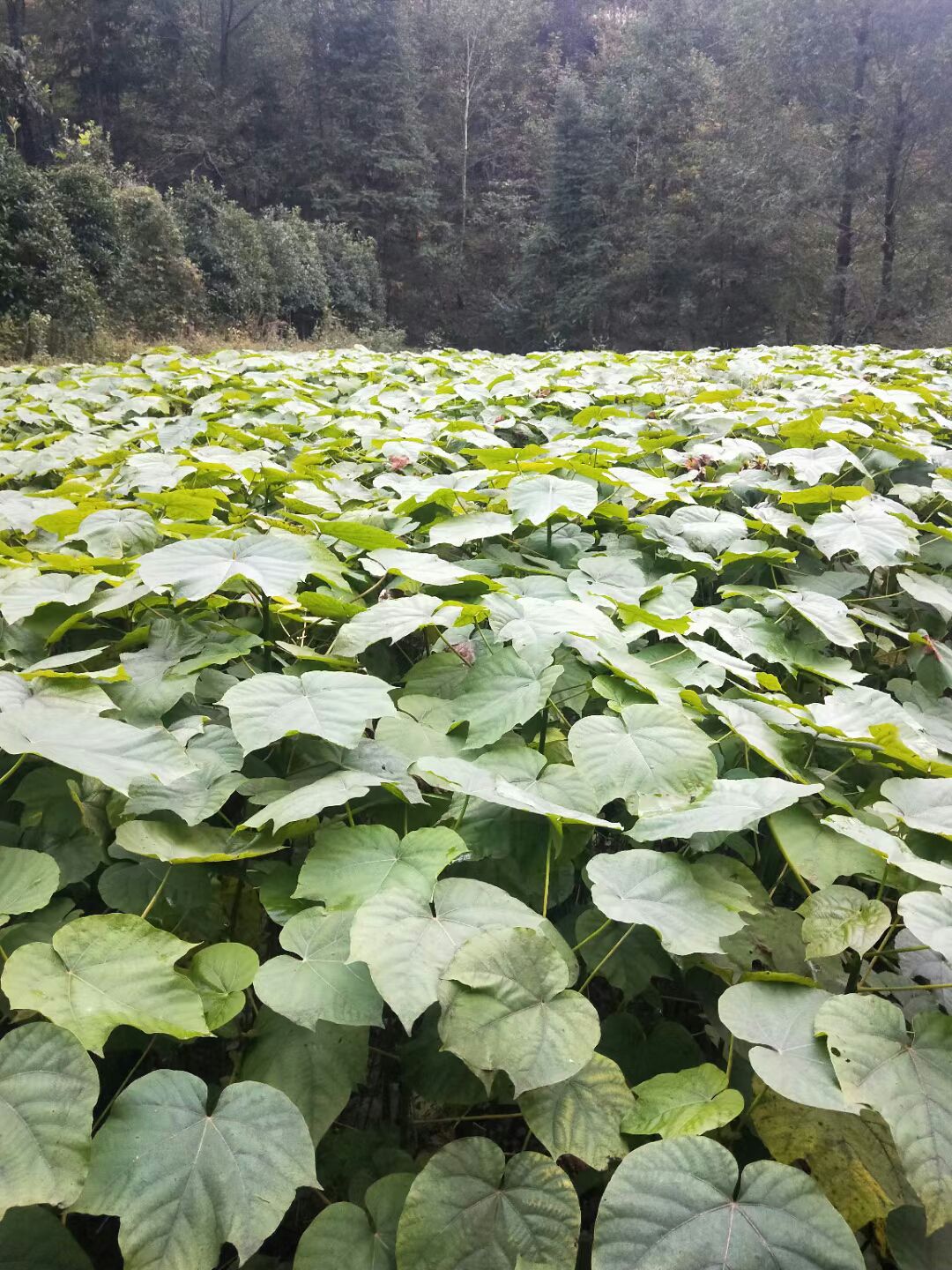  精品油桐苗，根系发达，质量很好，，量大