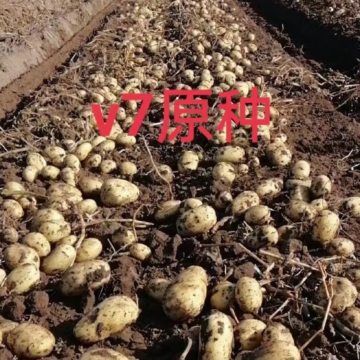 青州市土豆种 原种 