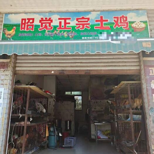 西昌市昭觉正宗农家散养土鸡，没喂任何饲料，都是喂的粮食，品质保证