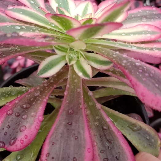 昆明多肉组合  粉女巫出侧芽