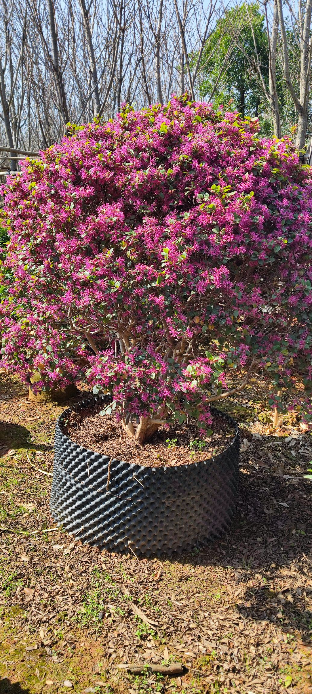 大果红花油茶  红花油茶，华东茶