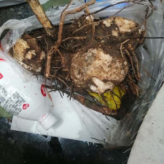 贵阳 贵州土茯苓鲜货大量供应