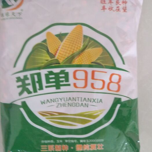 威县玉米种子 郑单958，适应性广，稳产高产