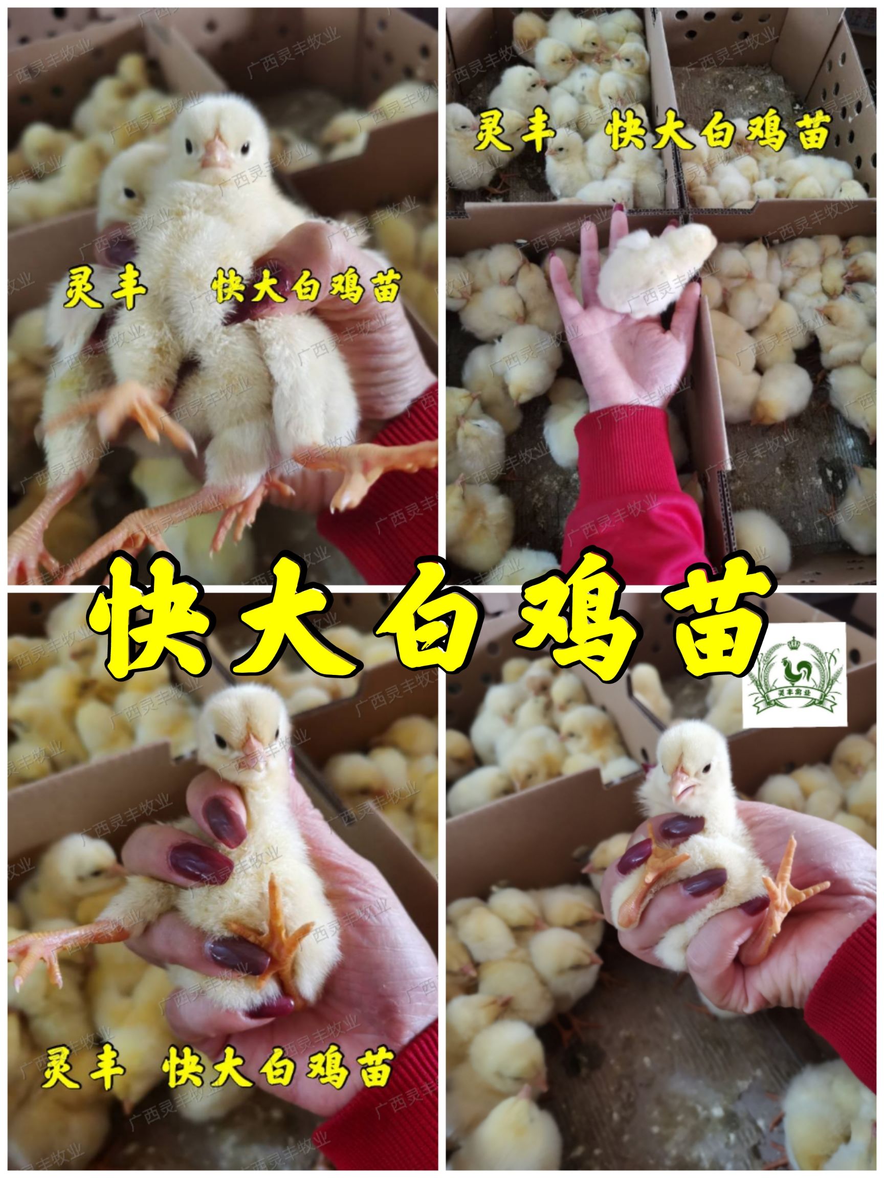 817快大白羽肉鸡苗 45天出栏 有4斤，四斤多一点，