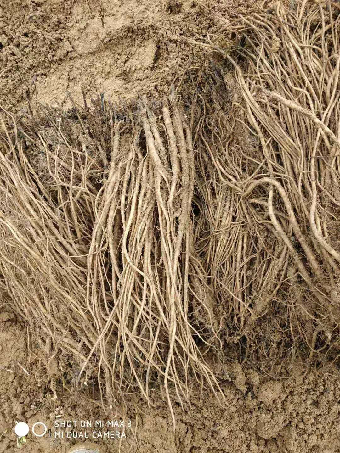  牛膝秧子，牛膝苗子，牛膝种子，牛膝籽籽