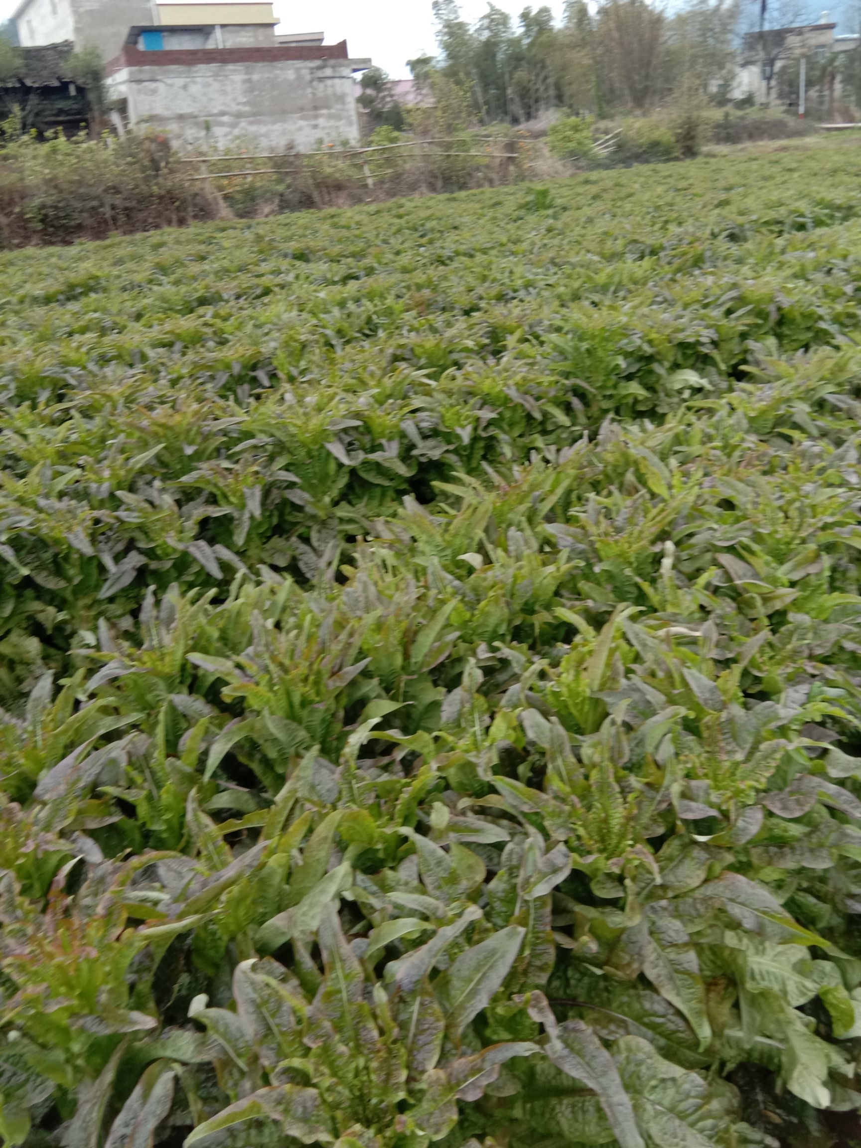  本人种植韩国红叶莴笋货好欢迎大家来采购