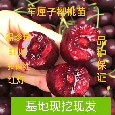 简阳市玛瑙红樱桃树苗  脆甜汁多皮厚