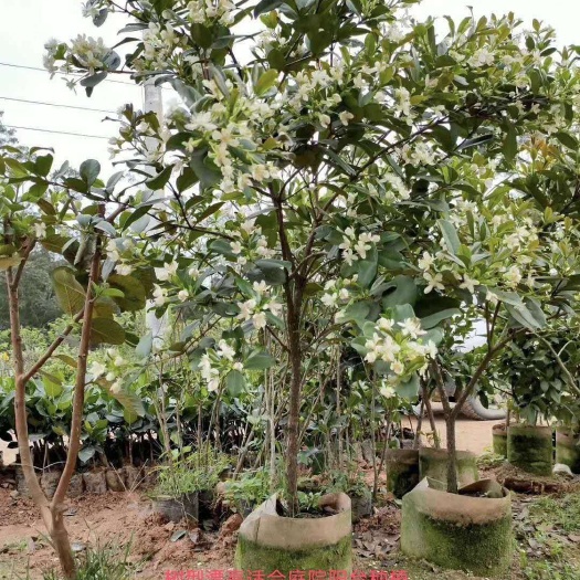 灵山县巴西樱桃苗  营养杯苗 2年苗3年苗5年苗8年苗带原土带叶子