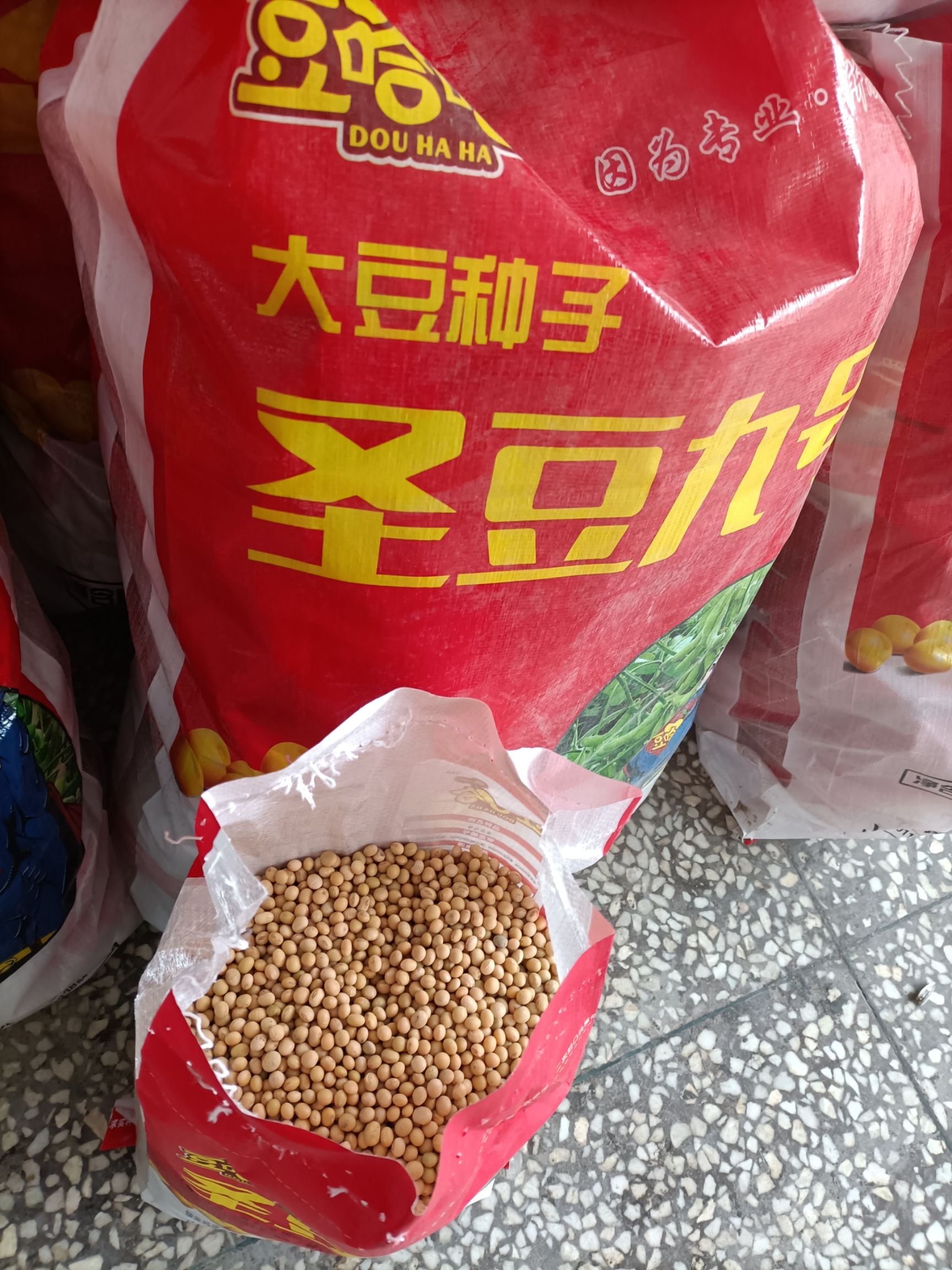 黄豆种子 大田用种 ≥99% ≥95% ≤13.5%