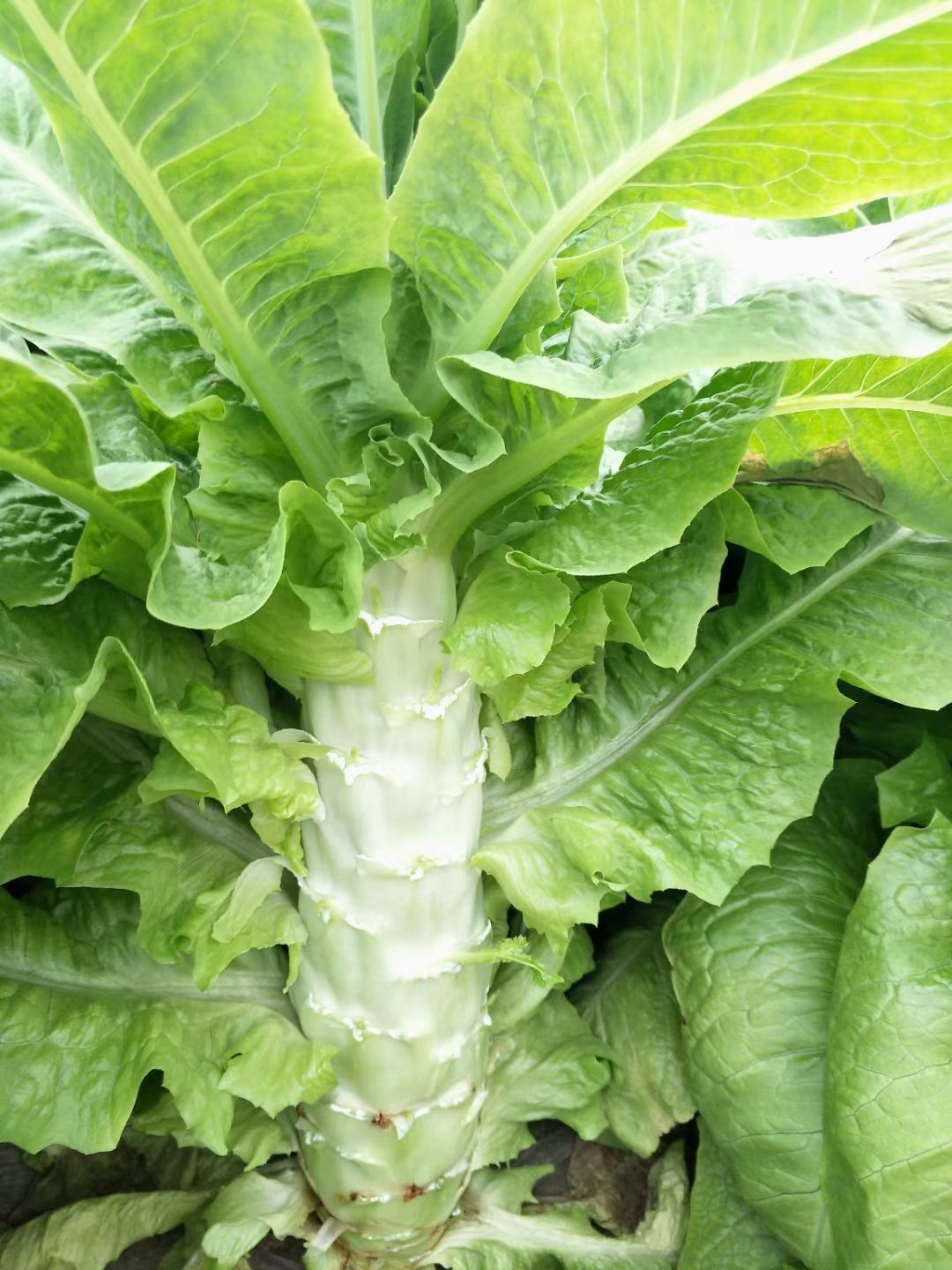 圆叶莴笋 莴笋莴苣大量上市 代发全国各地