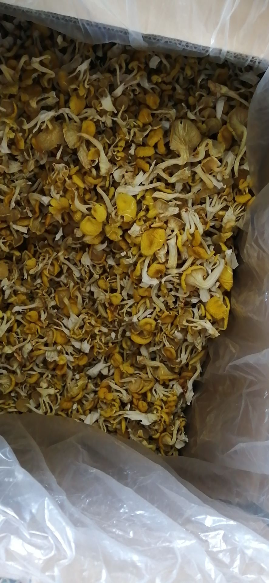 东北榆黄蘑鸡油菌小黄蘑