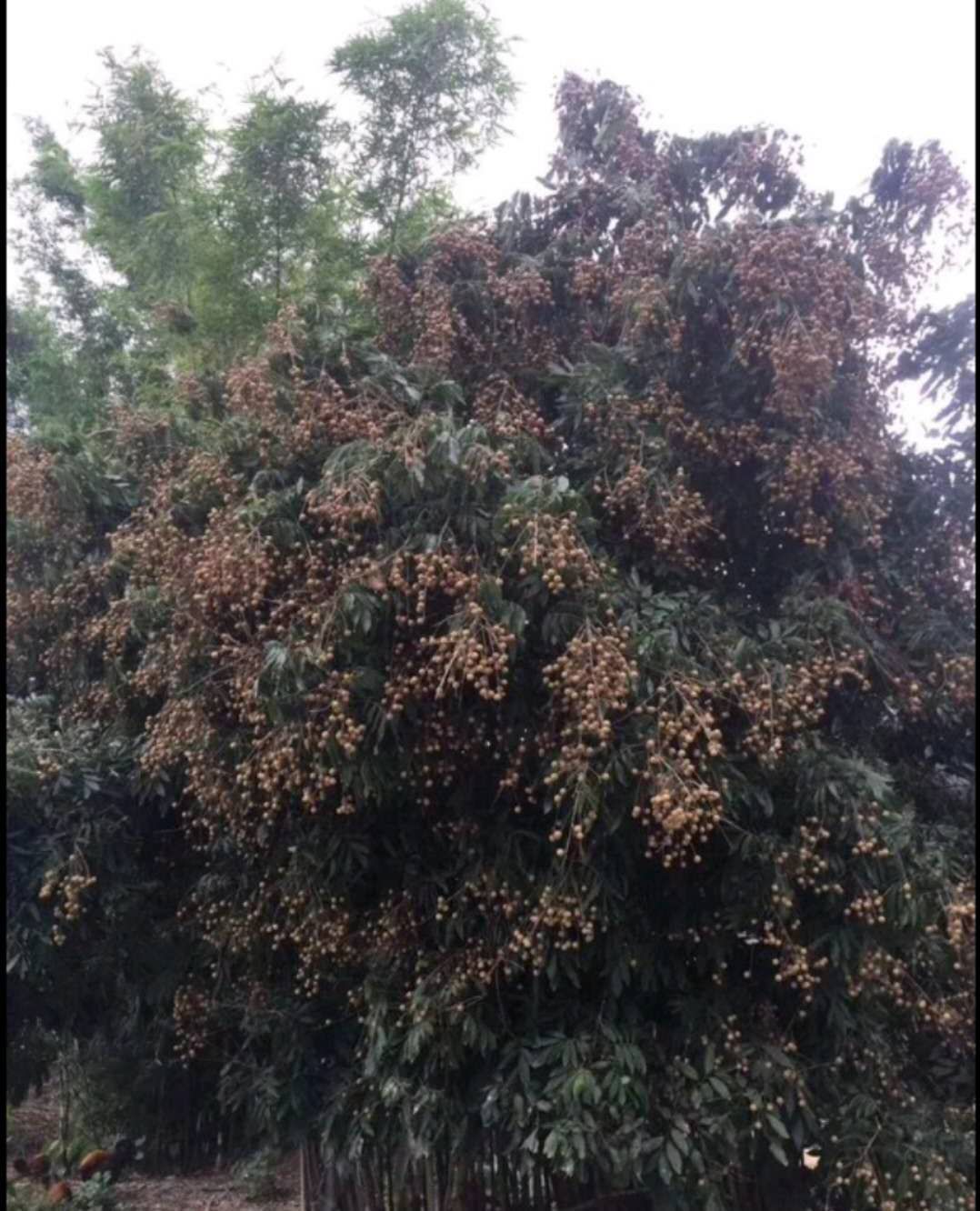 四季蜜龙眼苗  四季龙眼苗