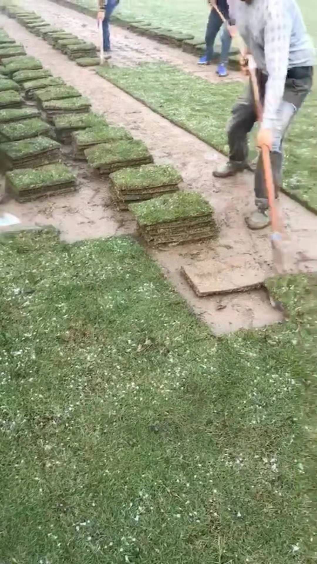 弘扬生态文明，享受绿色生活。筱筱草坪常年销售:百慕大草坪