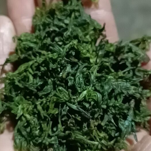 筠连县苦丁茶  2021特级小叶苦丁大
米芽