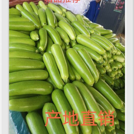 聊城绿皮西葫芦  【推荐】春季大棚油绿西葫芦大量上市中产地直销诚信代收