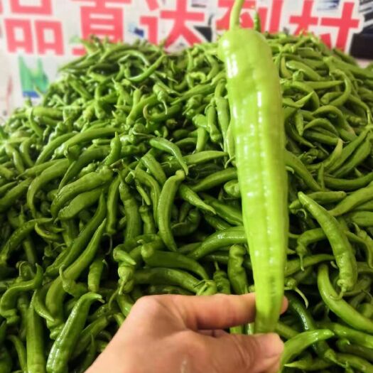 上林县 大辣椒