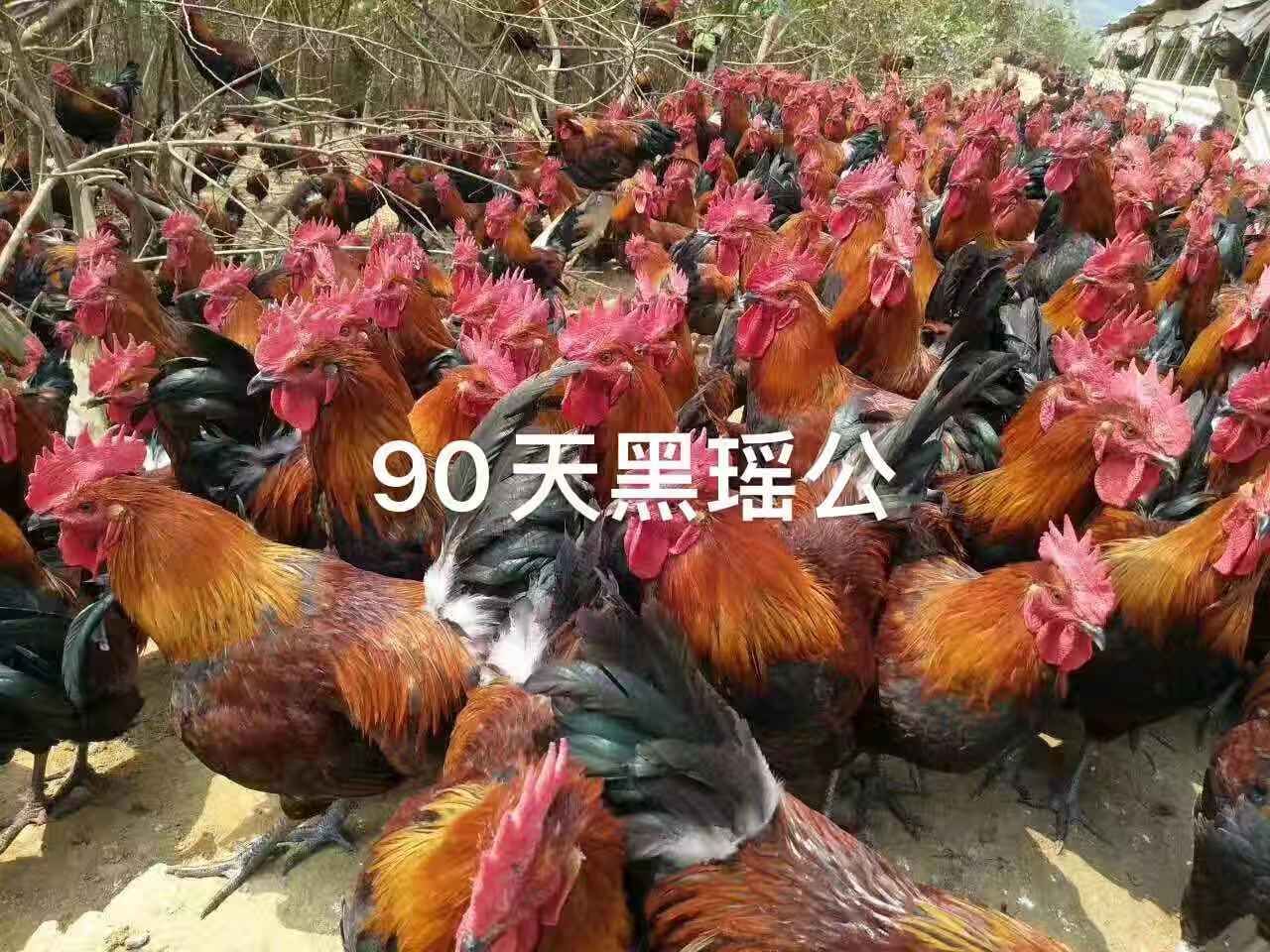 三黄鸡苗  瑶鸡苗 灵山土鸡苗  土阉鸡苗  k9苗