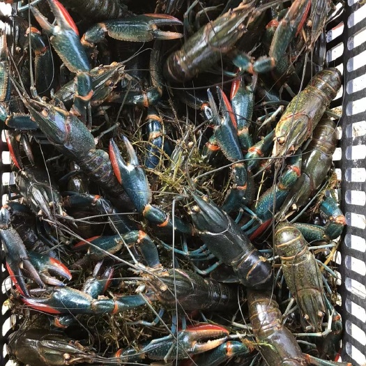 珠海澳洲龙虾  澳洲淡水小龙虾/红螯螯虾鲜活出售，产地直发。