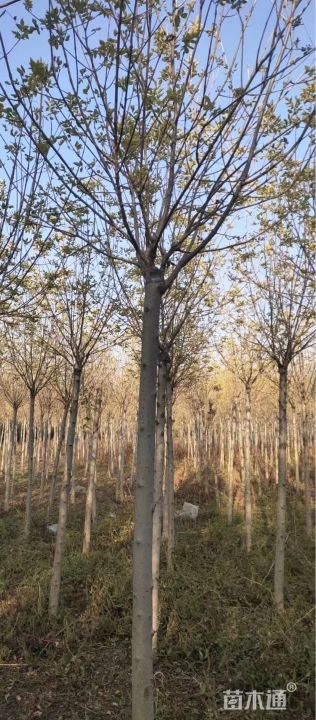 4-7公分金叶白蜡，清地