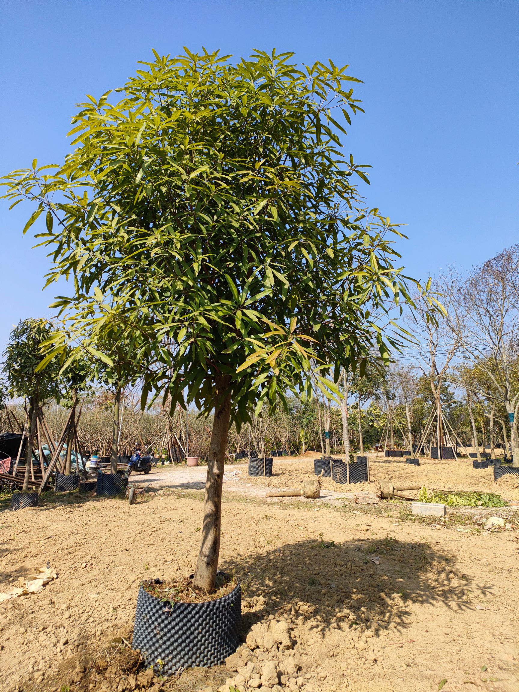 扁桃树假植苗
