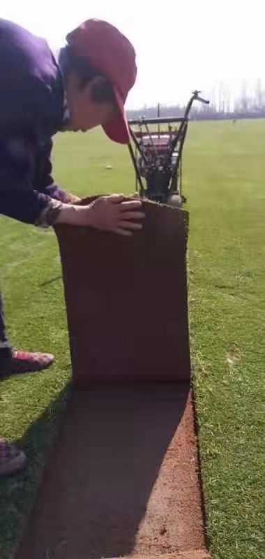 果岭草，混播黑麦草，百慕大，马尼拉，中华结缕草