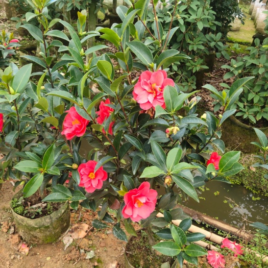 灵山县茶花树  四季茶花