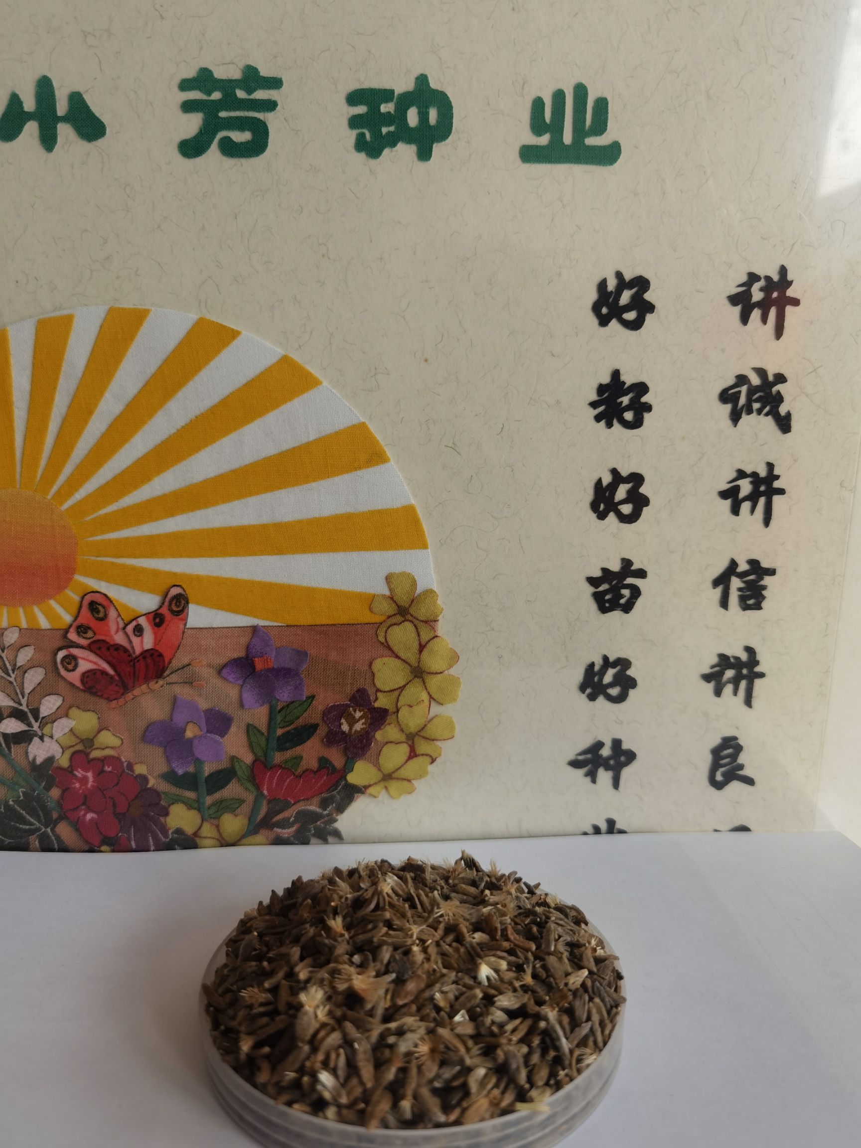 白术种子  白术籽秧苗