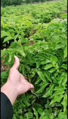 浦北县黑黄皮果苗  十几万颗黑苗