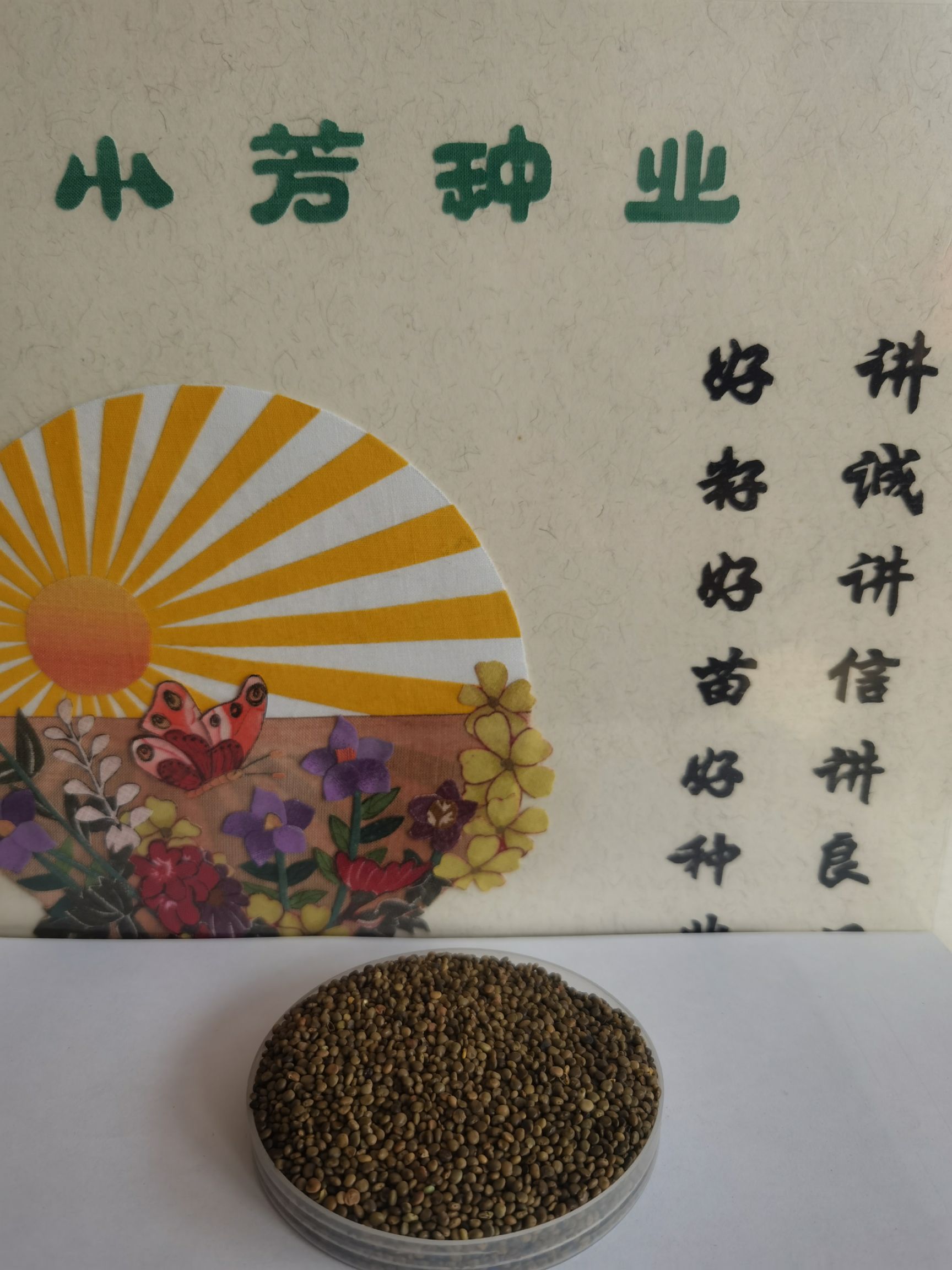 甘草种子  甘草种籽，甘草籽