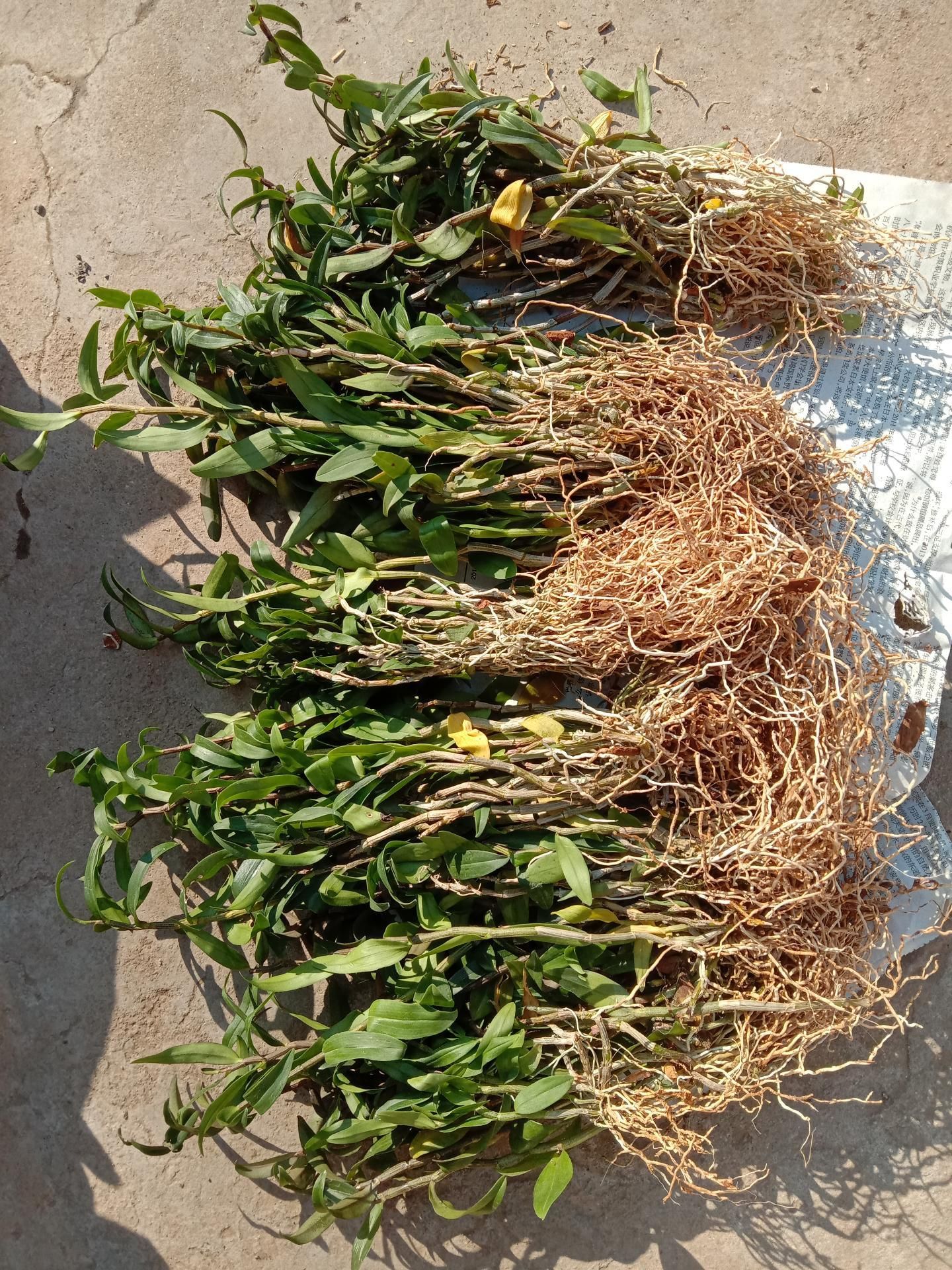 正宗铁皮石斛种苗