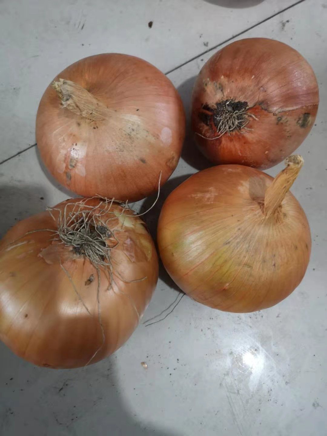  牡丹江尤金885土豆，是市场上非常认可的品种，黄皮黄心薯型好
