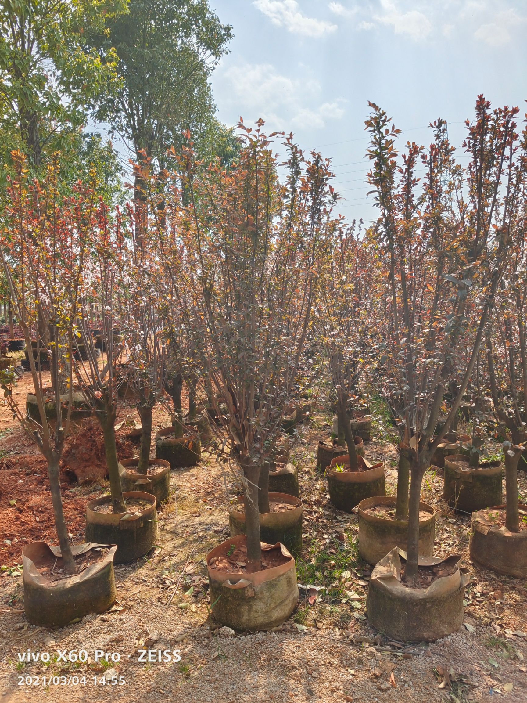 密枝紫叶李  红叶李（紫叶李）