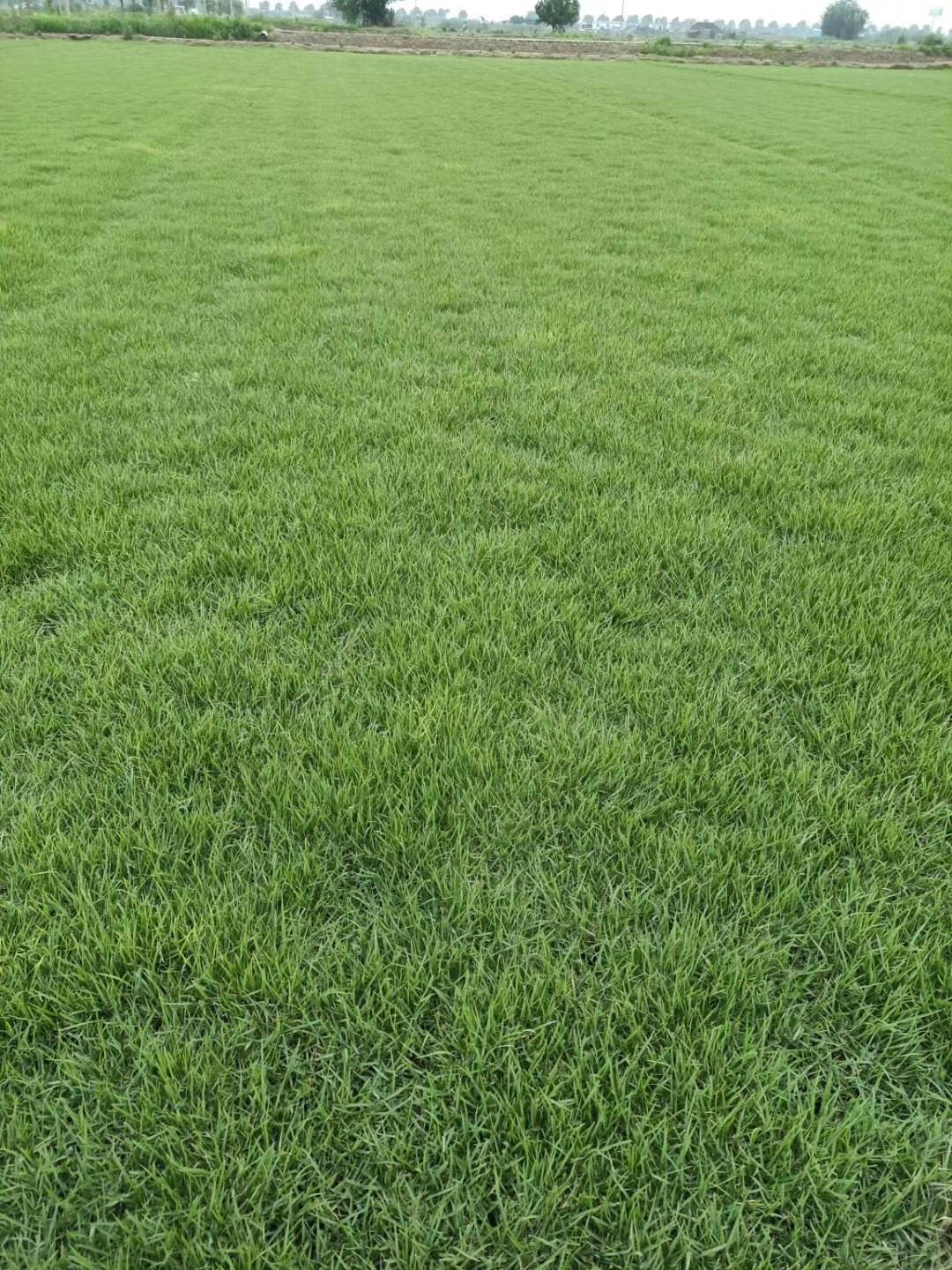 公司常年销售：优质果岭草，沙培百慕大，马尼拉，