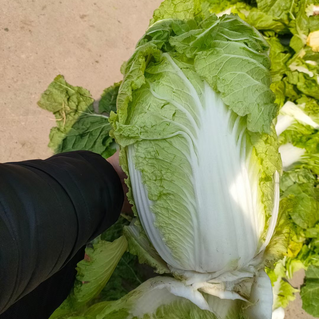 白菜 山东省临沂市兰陵县 