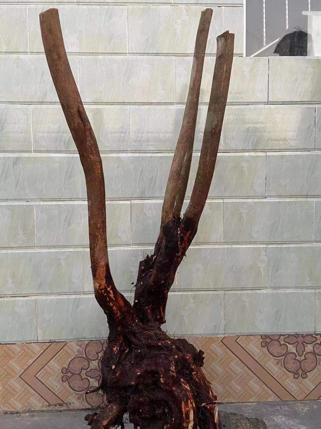 国旗红杜鹃 映山红老桩 花色国旗红