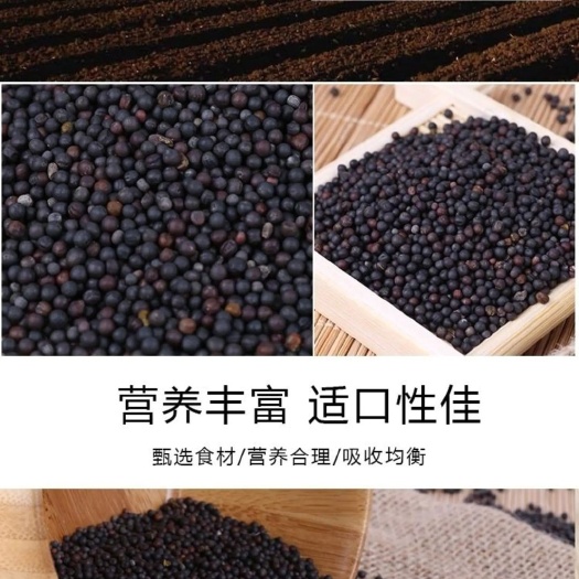 满洲里市油菜籽，大量出售俄罗斯油菜籽，含油高，油色好，价格合理！