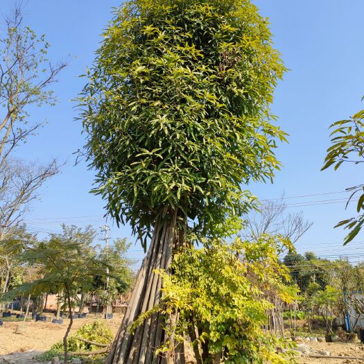 扁桃树假植苗