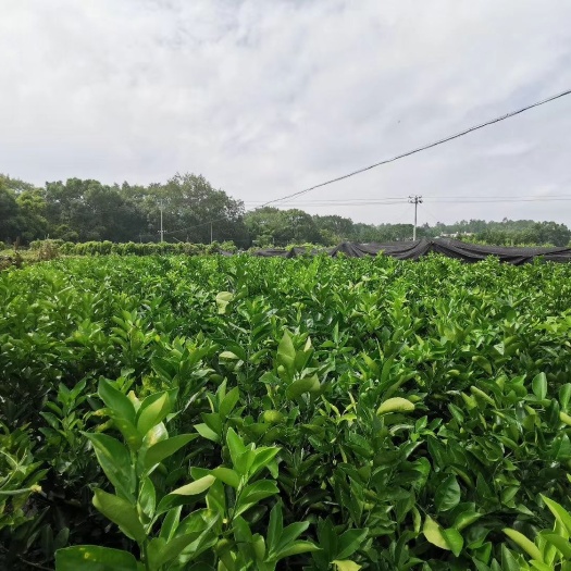 上犹县脐橙树苗 嫁接苗 1~1.5米 