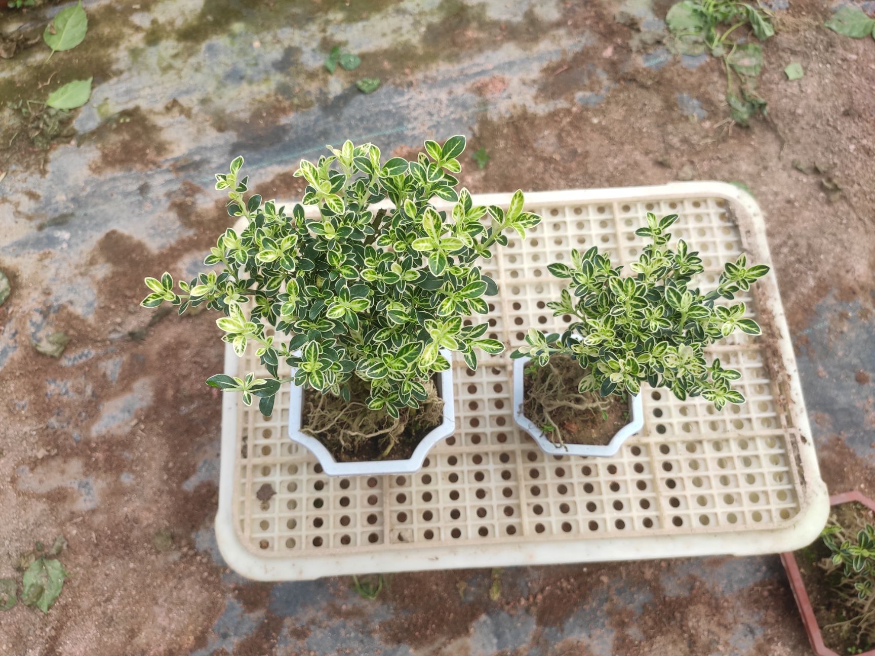 六月雪盆栽  提根六月雪 盆景盆栽绿植