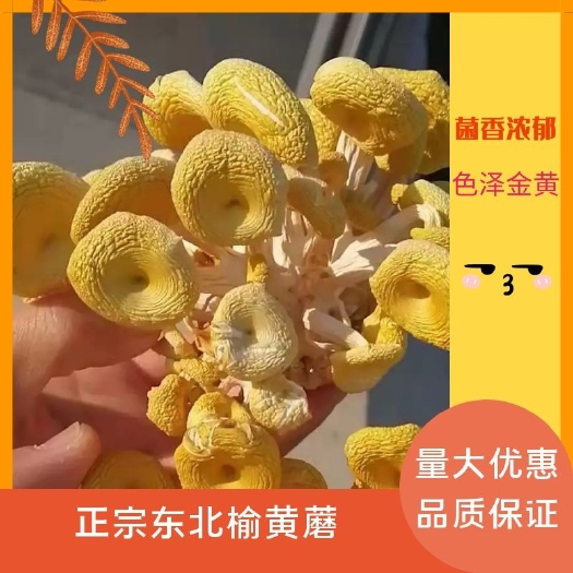 海林市东北榆黄蘑鸡油菌小黄蘑