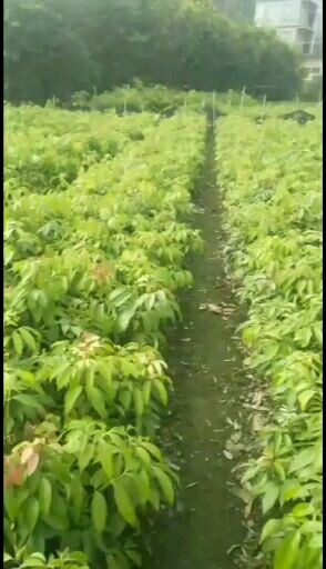 灵山县 妃子笑荔枝苗：叶色靓丽，根须发达，有需要的老板请联系